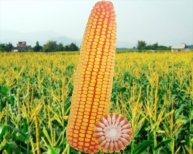 優質玉米種子亚洲欧洲日产国码aav16號品種鑒定